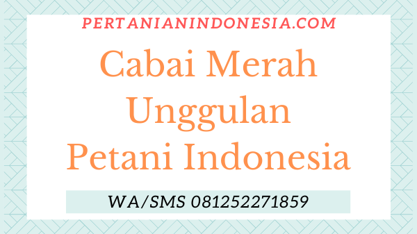 Cabai Merah Unggulan Petani Indonesia